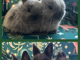 Netherland Dwarf rabbits Show Quality Pure Bred Netherland Dwarfs - Advert 15