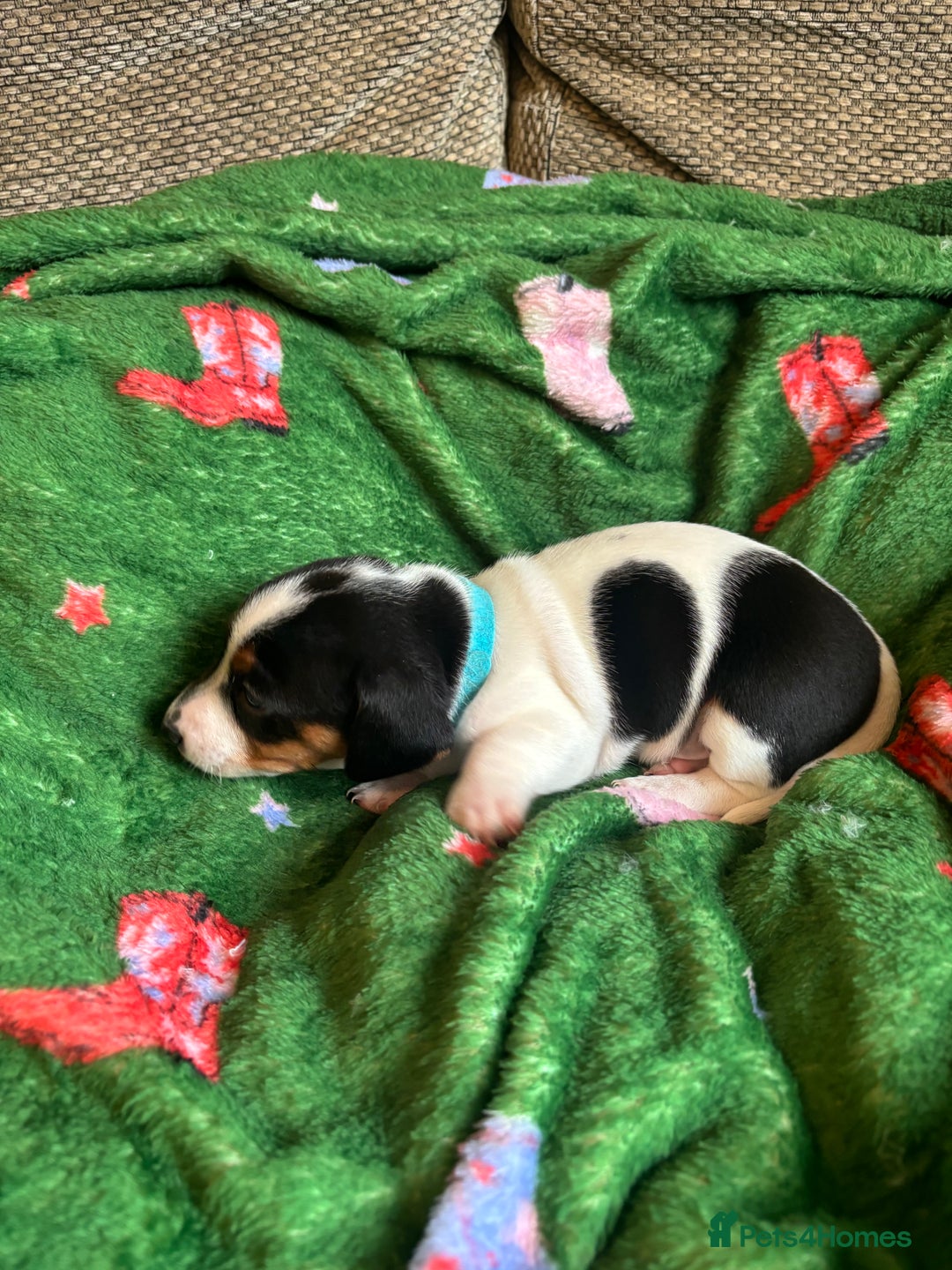 Miniature Dachshund dogs for sale: Dachshund x Jack Russell puppies (Jackshund) - Image 16