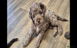Cocker Spaniel dogs for stud: Merle Cocker stud in Shildon - Image 20