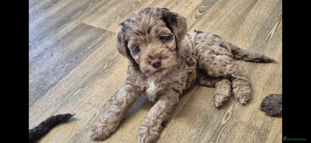 Cocker Spaniel dogs for stud: Merle Cocker stud in Shildon - Image 20