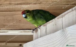 Parakeets birds for sale: Kakarikis for sale Mixed Colourings - Image 6