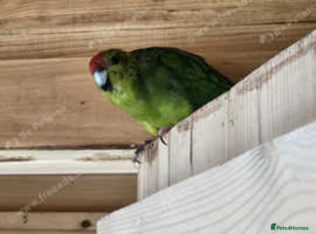 Parakeets birds for sale: Kakarikis for sale Mixed Colourings - Image 6
