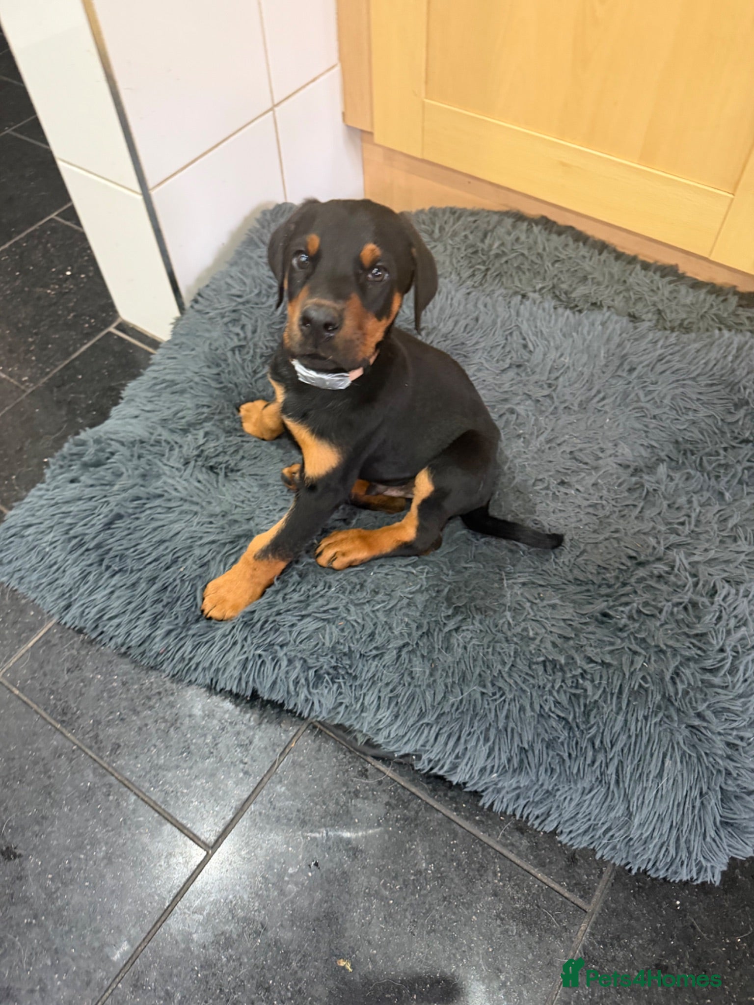 Dobermann dogs Beautiful Dobermann puppies for sale - Advert 2