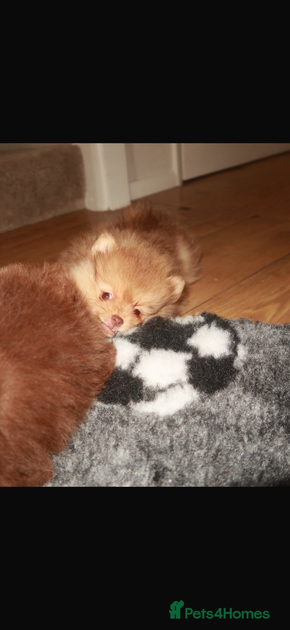 Pomeranian dogs Champion bloodlines Pomeranian  - Advert 2