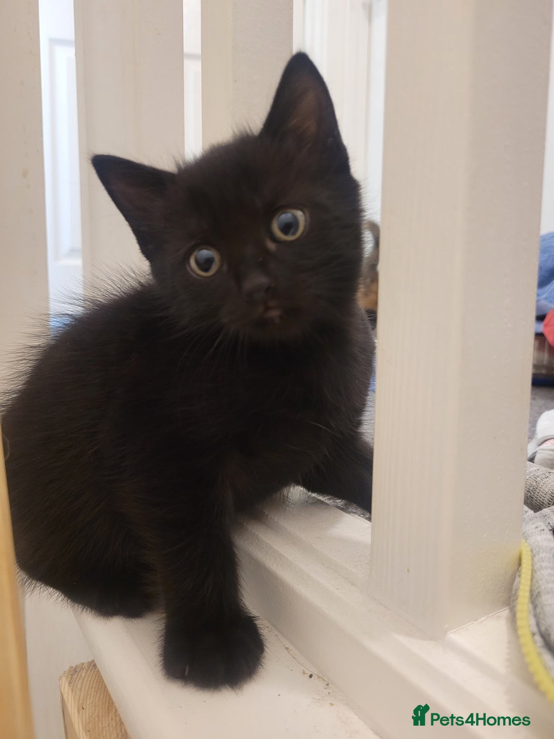 British Shorthair cats for sale: 2 all black male kittens available  - Image 1