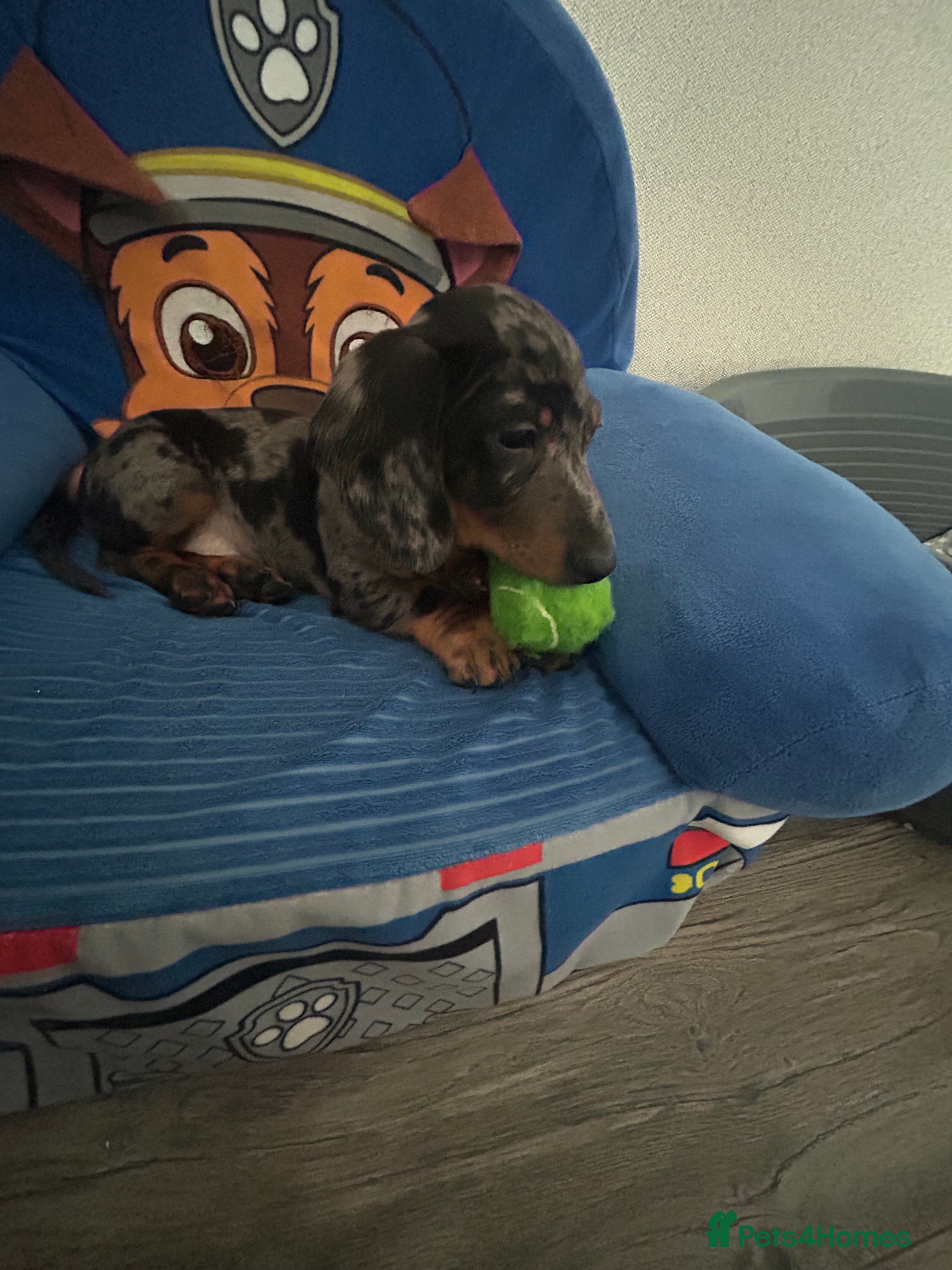 Dachshund dogs 1 adorable dachshund ready  - Advert 7