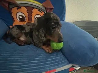 Dachshund dogs 1 adorable dachshund ready - Advert 7