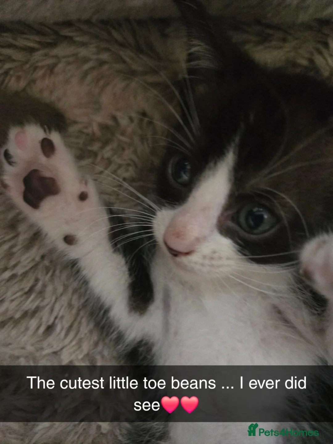 Mixed Breed cats for sale: Ready for new slaves beautiful sphynx babies. - Advert 23