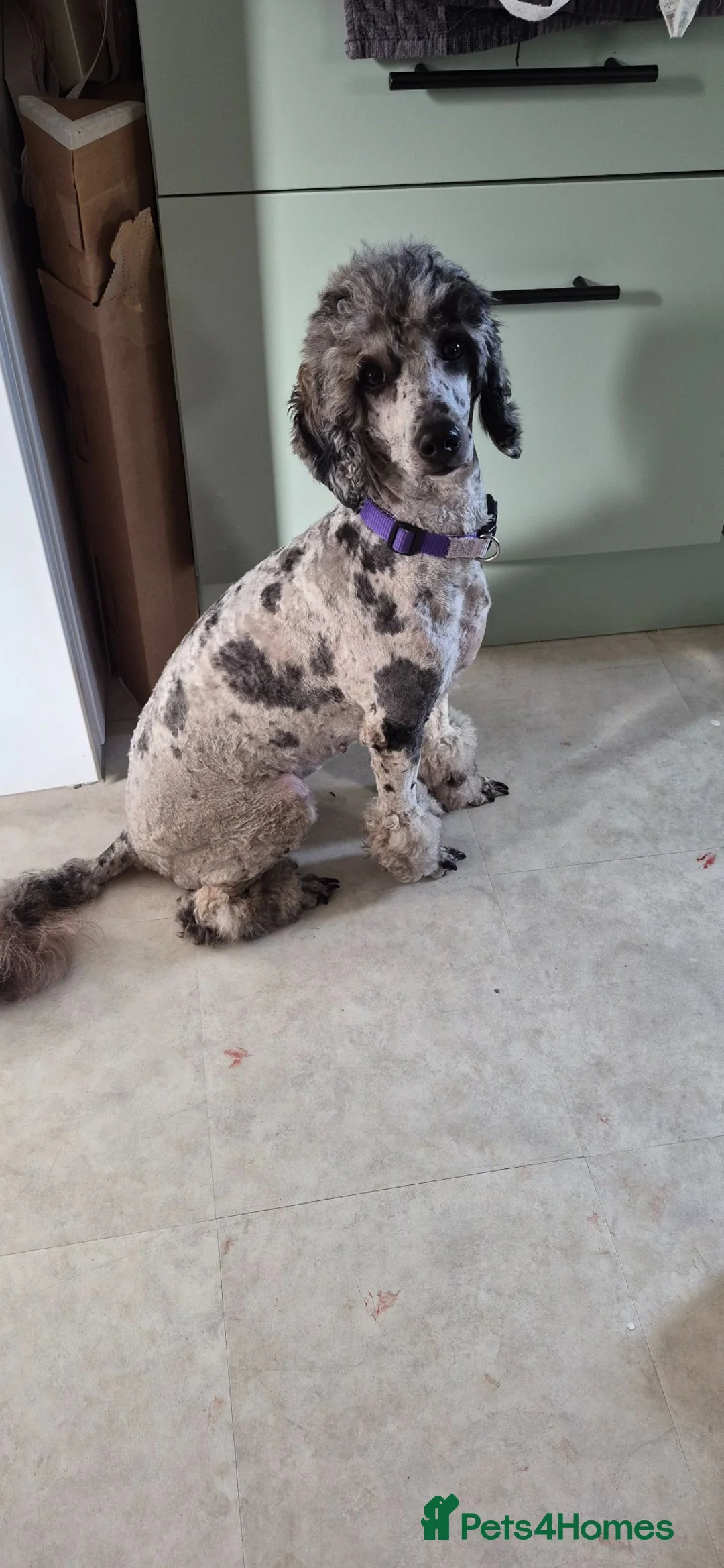 Cockapoo dogs for sale:  F3 Cockapoo puppies  - Advert 4