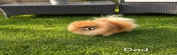 Pomeranian dogs for sale: Outstanding Quality Teddy Bears 🧸  - Advert 10