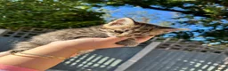 Domestic Shorthair cats for sale: 🐾 Adorable Kittens – 1Black Male & 3Tabby Females in Waltham Abbey - Advert 10