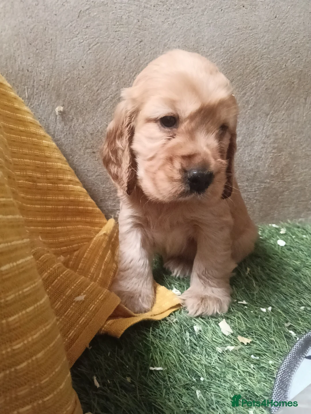 Cocker Spaniel dogs for sale: Quality Golden Show Type Cocker Spaniel puppies - Advert 6