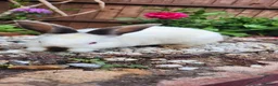Mixed Breed rabbits for sale: Rabbits in Birmingham - Advert 15