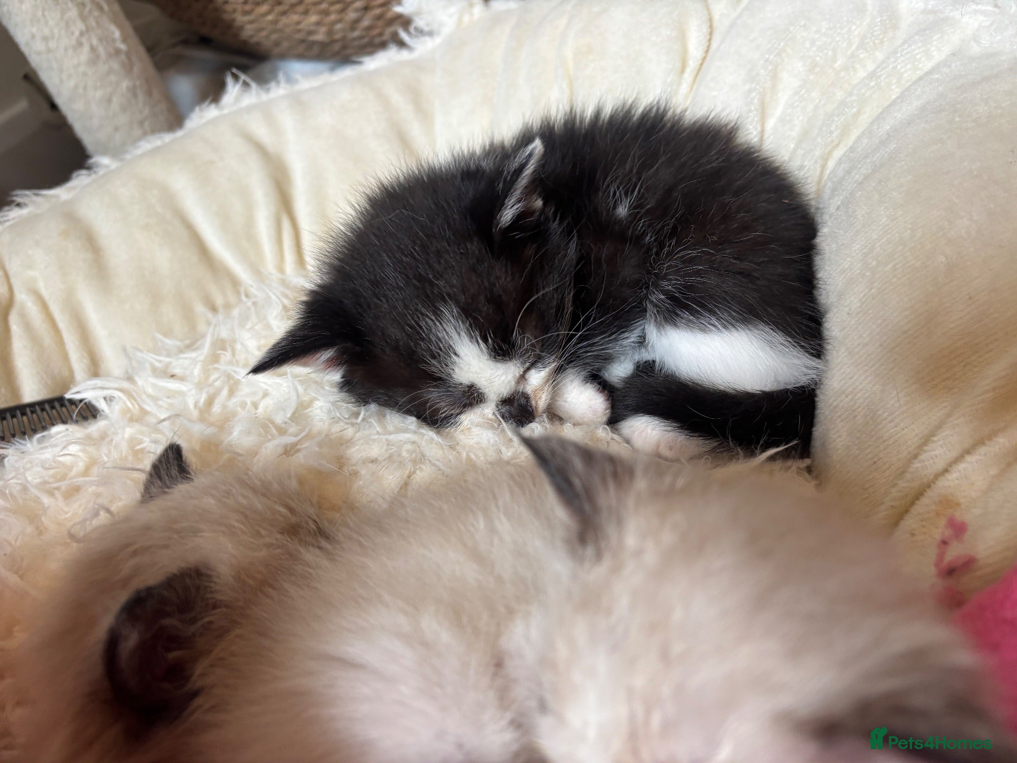 Mixed Breed cats Siamese Mixed Kittens only 1 girl left!! - Advert 15