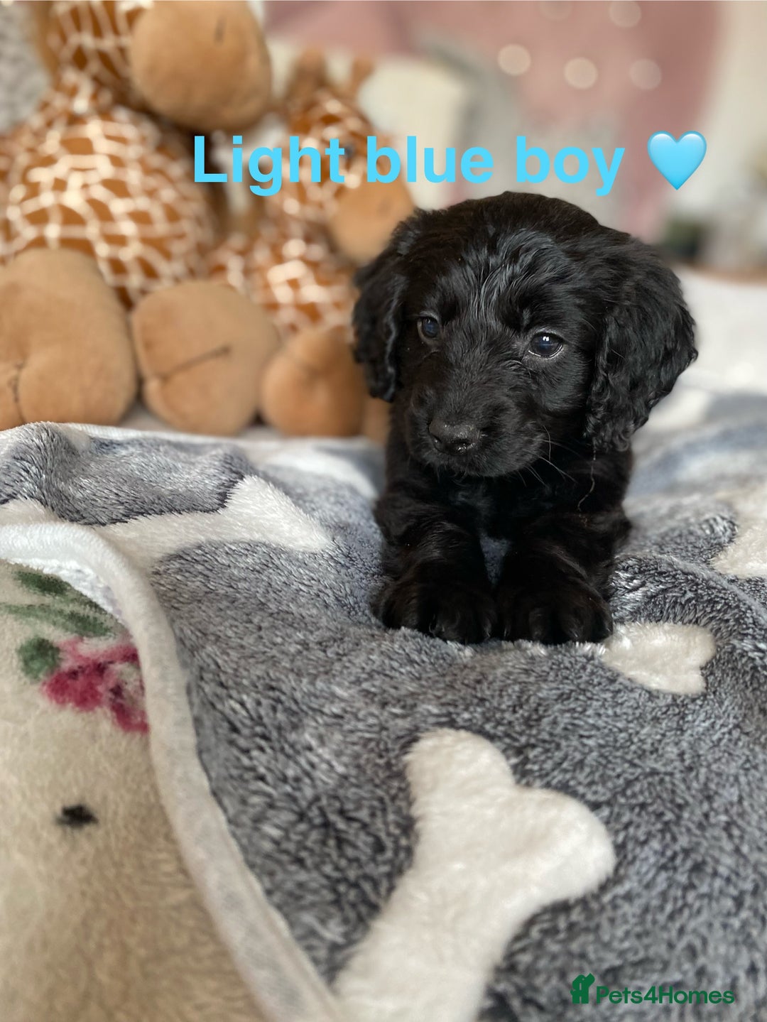 Cockapoo dogs for sale: Cockapoo puppies 💜 - Advert 6