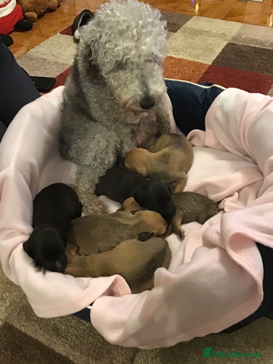 Mixed Breed dogs for sale: Bedlington x Italian greyhound pups available  - Advert 1