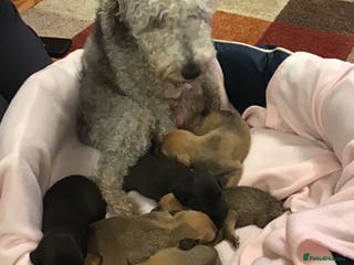 Mixed Breed dogs Bedlington x Italian greyhound pups available - Advert 1