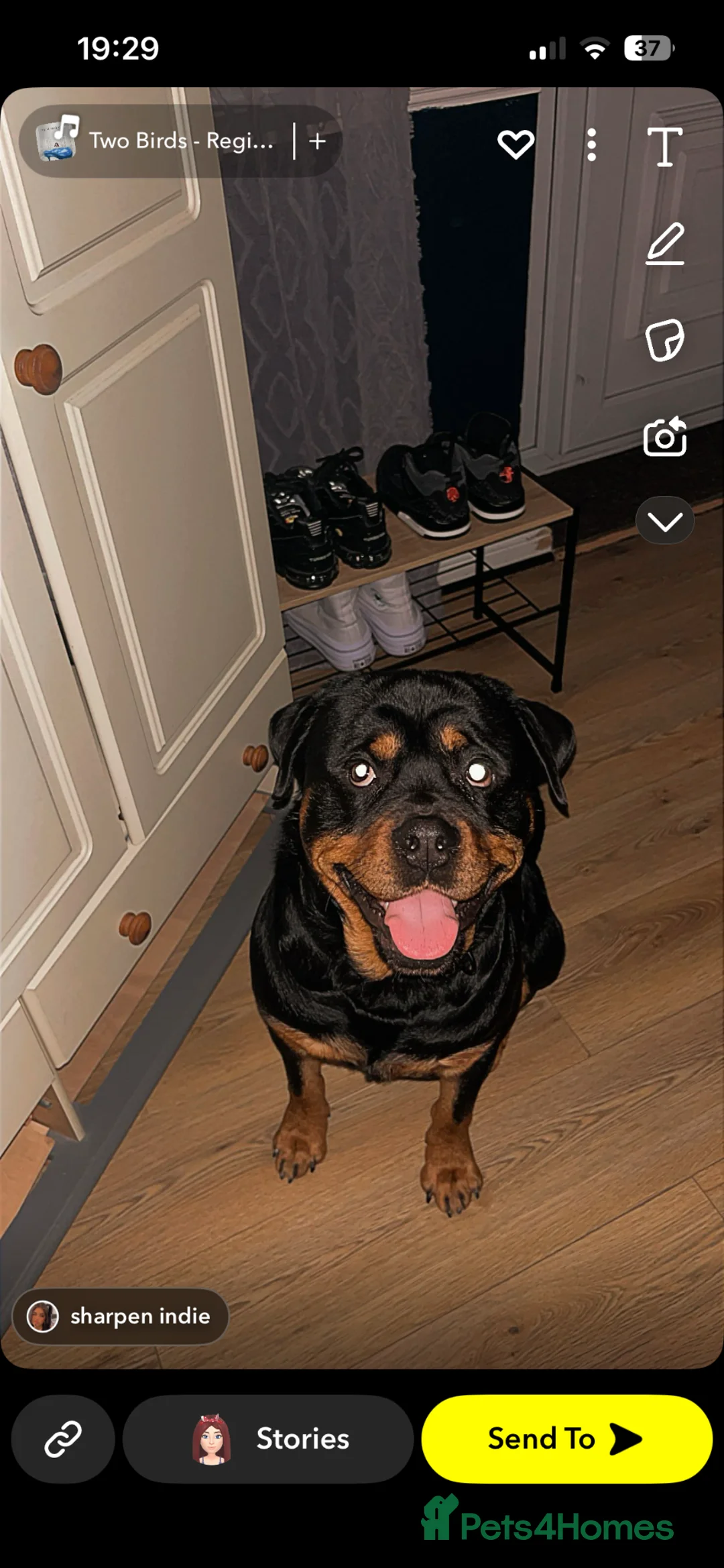 Rottweiler dogs for sale: 1 year 10 months older Rottweiler male in Looe - Advert 2
