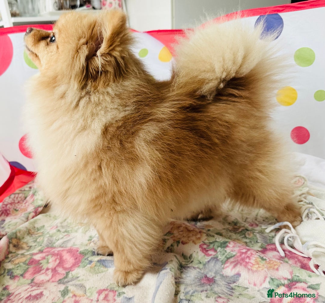 Pomeranian dogs for sale: Lovely Pomeranian puppies  in Sudbury - Advert 3