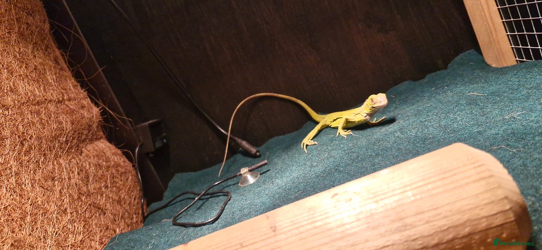 Iguana reptiles for sale: Green iguana lime zero - Advert 1