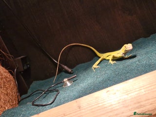 Iguana reptiles Green iguana lime zero - Advert 1