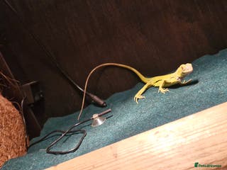 Iguana reptiles Green iguana lime zero - Advert 13