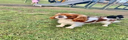 Cavalier King Charles Spaniel dogs for stud: KC REG CHAMPION SIRED HEALTH TESTED CLEAR CAV STUD in Hoddesdon - Advert 14