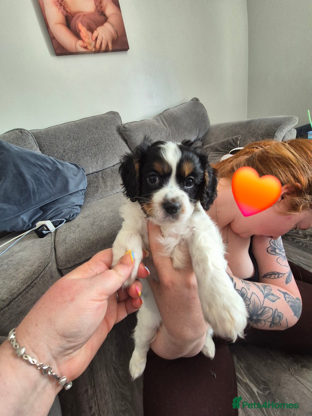 Cockalier dogs for sale: Cavalier king Charles spaniel x cocker spaniel  - Image 15