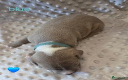 Mixed Breed dogs for sale: Old english bulldross cross american bulldog 😍❤️  - Advert 4