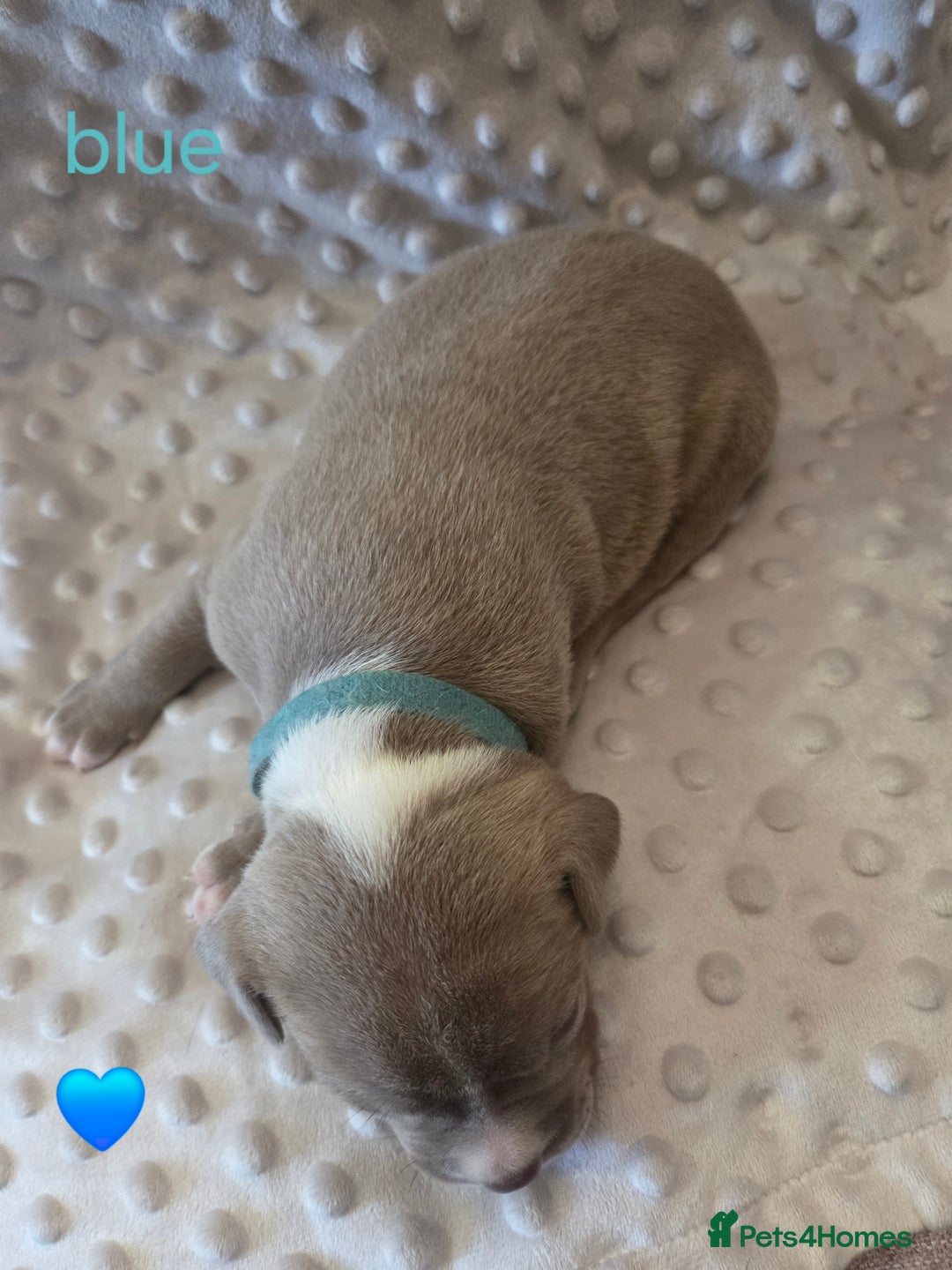 Mixed Breed dogs for sale: Old english bulldross cross american bulldog 😍❤️  - Advert 4