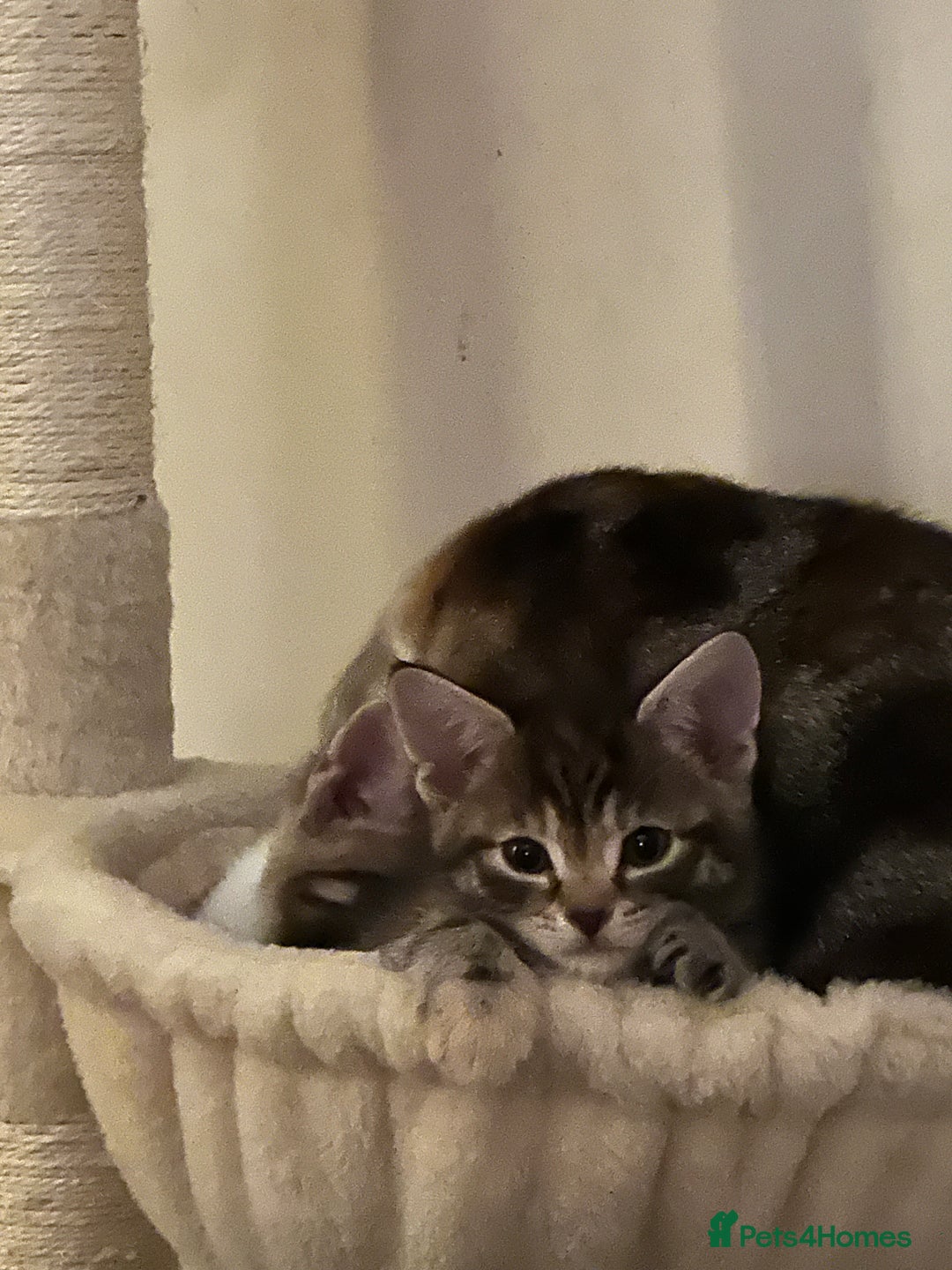 Mixed Breed cats for sale: Beautiful kittens - Image 5