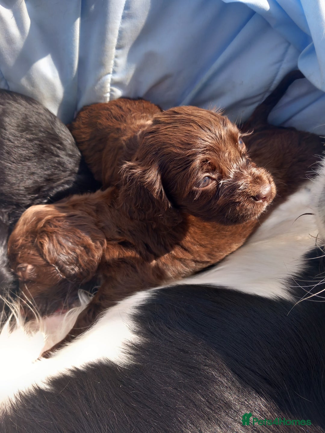 Cocker Spaniel dogs for sale: Cocker spanel  - Image 5