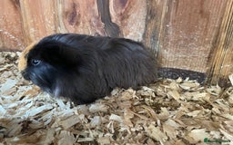 Guinea Pig rodents for sale: 1 boy 2 girl piggies - Image 3