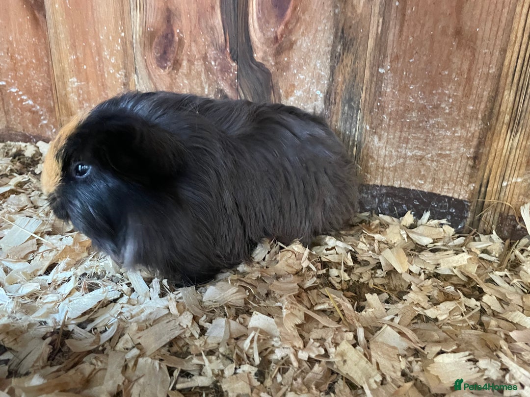 Guinea Pig rodents for sale: 1 boy 2 girl piggies - Image 3