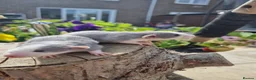 Rat rodents for sale: Adorable baby rats - Advert 6