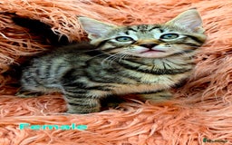Mixed Breed cats for sale: Maine Coon Cross Kittens for Sale  - Image 5
