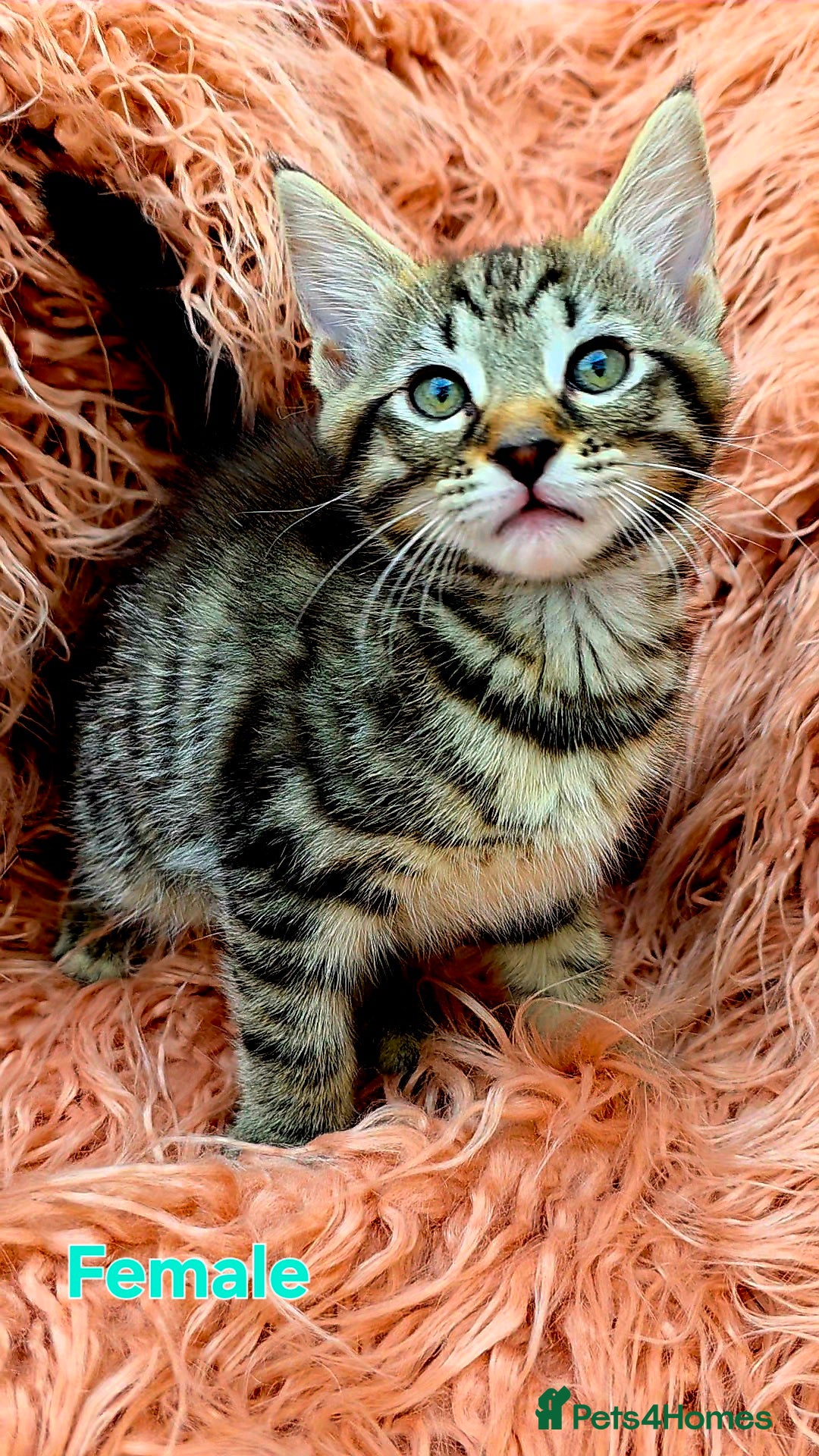 Mixed Breed cats for sale: Maine Coon Cross Kittens for Sale  - Image 5
