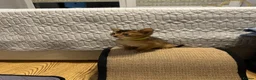 Abyssinian cats for sale: Abyssinian kittens 🌟😻🌟 - Advert 5