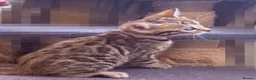 Bengal cats for sale: Stunning Bengal Kittens. TICA Registered. - Advert 14