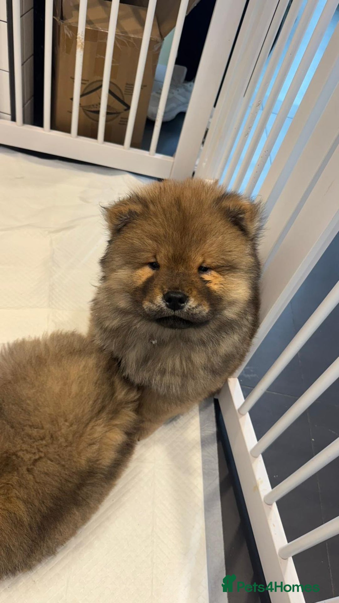 Chow Chow dogs for sale: Chow Puppies looking for new home - Image 12