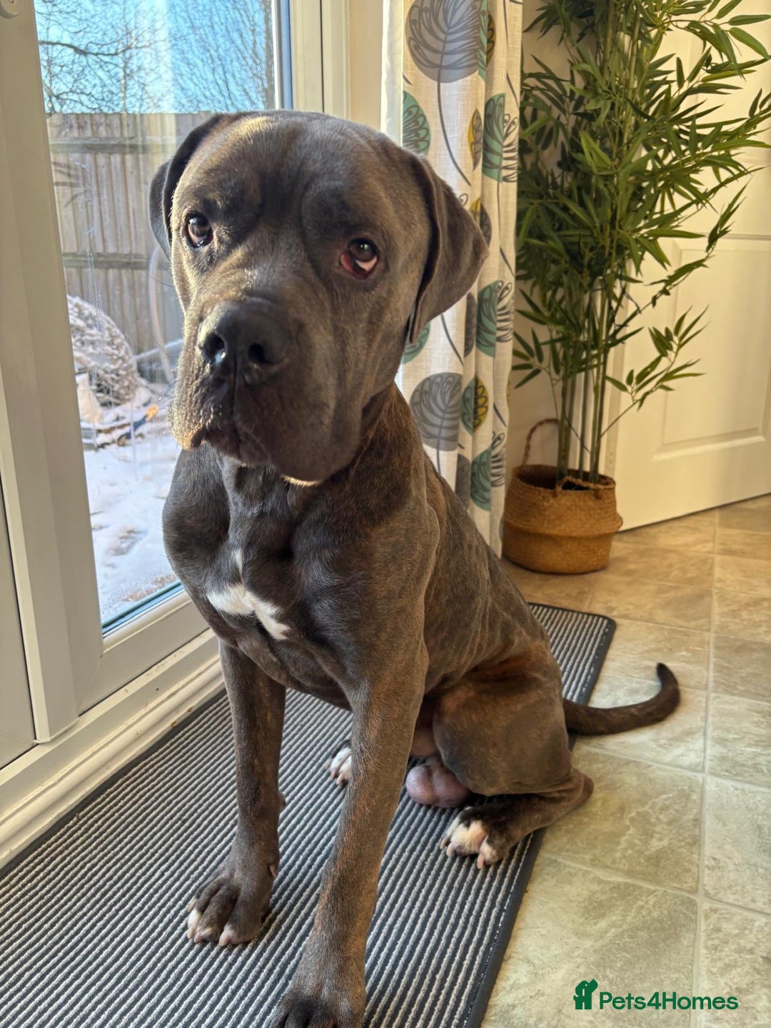 Cane Corso dogs for sale: Red. 2 year old Cane Corso,  **   - Advert 1