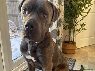 Cane Corso dogs Red. 2 year old Cane Corso, ** - Advert 2