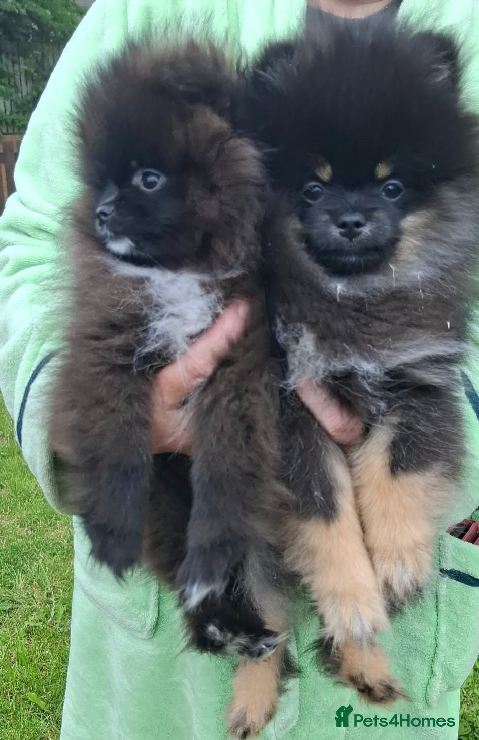Pomeranian dogs FULLY VACCINATED.. Champion line, Pomeranian pups - Advert 1