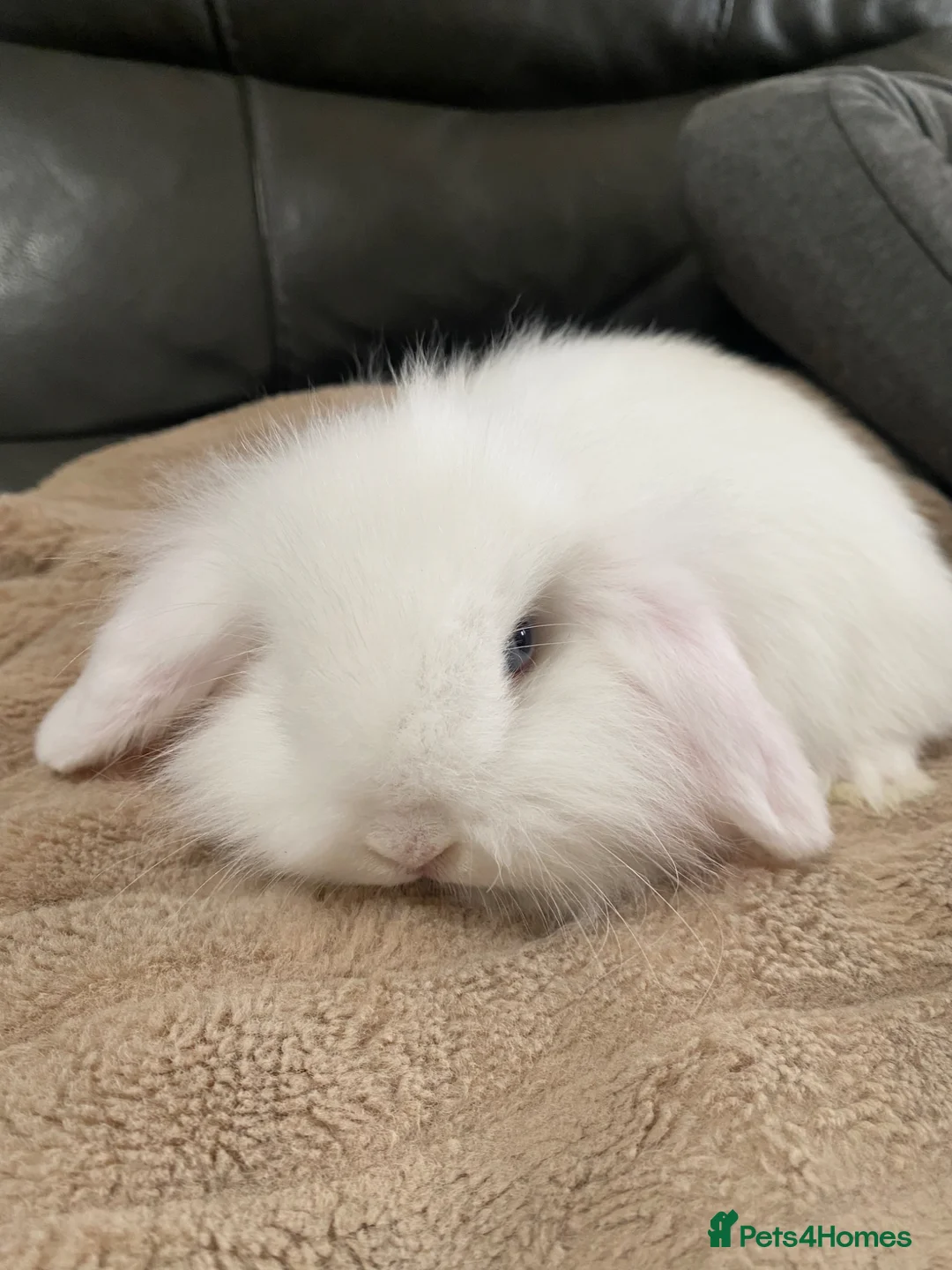 Mini Lop rabbits for sale: Mini lop litter ready 3rd April - Advert 2