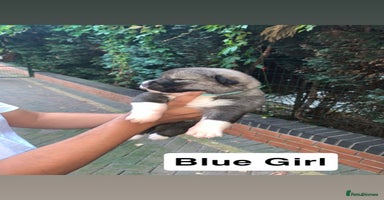 Mixed Breed dogs - Advert 12