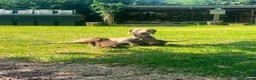 Mixed Breed dogs for sale: READY NOW  - Weimaraner x Vizsla - Advert 18