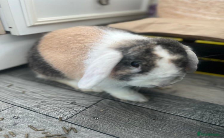 English Lop rabbits - Advert 1