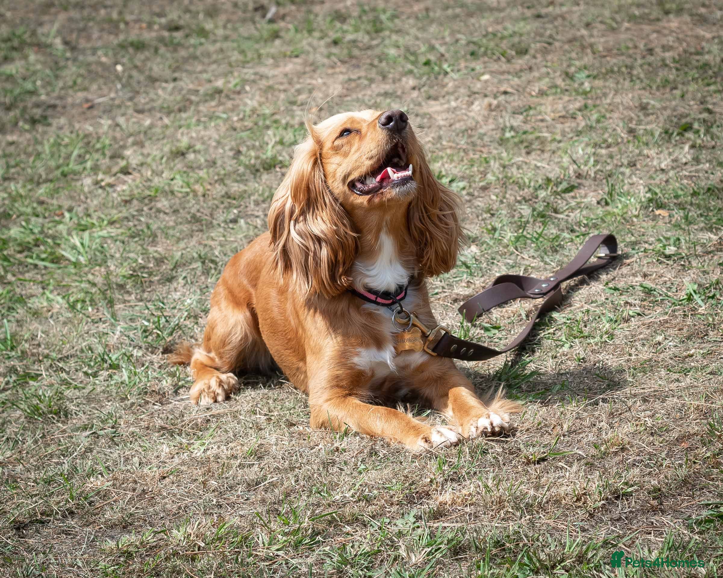 Cocker Spaniel dogs Golden Cocker spaniel puppies working bred  - Advert 8