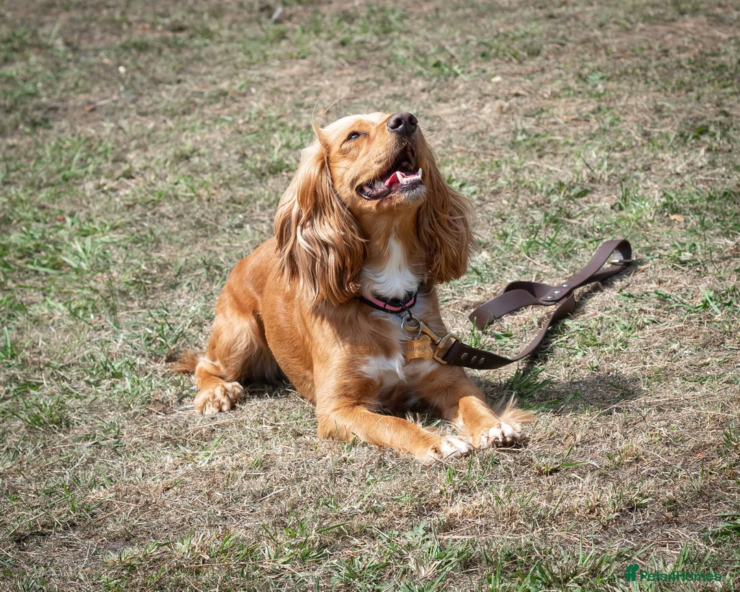 Cocker Spaniel dogs for sale: Golden Cocker spaniel puppies working bred  - Advert 1