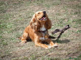 Cocker Spaniel dogs Golden Cocker spaniel puppies working bred - Advert 9